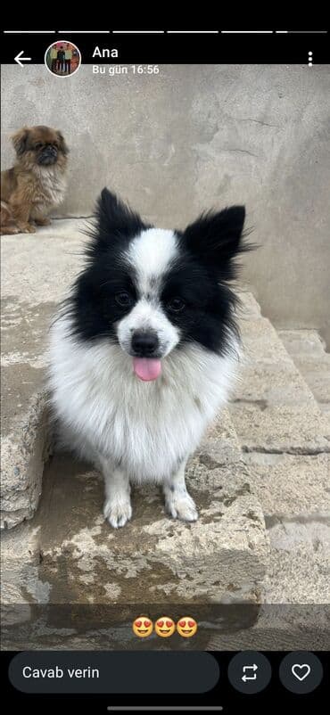 Brilliance: Şpitz, Erkek lalafo.az -da — 1 Brilliance: Şpitz, Erkek — 1