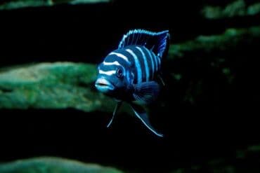 Cixlid balığı, Yırtıcı, Ünvandan götürmə, Pulsuz çatdırılma, Ödənişli çatdırılma lalafo.az -da Cixlid balığı, Yırtıcı, Ünvandan götürmə, Pulsuz çatdırılma, Ödənişli çatdırılma