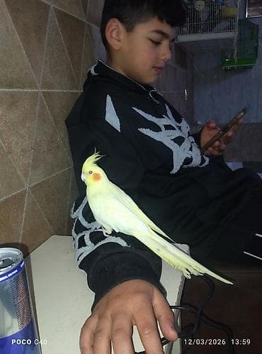 Watsappp elaqeNövlü tutuquşu – ağ-sarı rəngli cockatiel (nimfa) lalafo.az -da Watsappp elaqeNövlü tutuquşu – ağ-sarı rəngli cockatiel (nimfa)