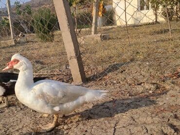 Варенье: Lal ördəklər satılır qiymət saya və cinsinə görə dəyişir at lalafo.az — 26 Варенье: Lal ördəklər satılır qiymət saya və cinsinə görə dəyişir — 26