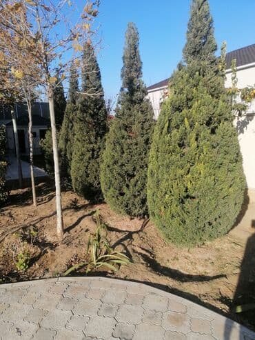 Tikiş: Bağban, 44 yaş, 5 ildən artıq təcrübə lalafo.az -da — 1 Tikiş: Bağban, 44 yaş, 5 ildən artıq təcrübə — 1