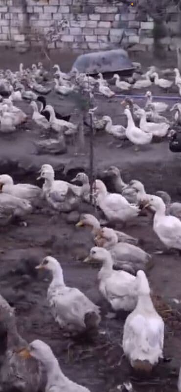 Ördək satılır həm diri həm təmizlənmiş şəkildə. Kilosu 12 kq lalafo.az -da Ördək satılır həm diri həm təmizlənmiş şəkildə. Kilosu 12 kq