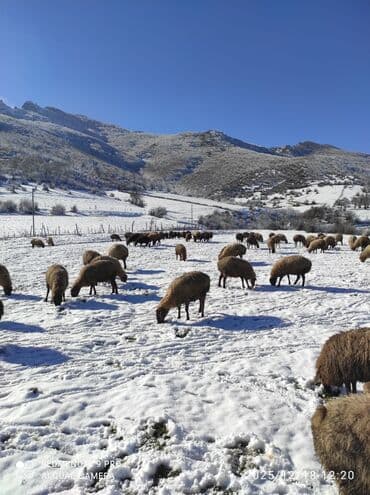 - Cins: yerli dağlıq şəraitə uyğun rustik/yerli tipli qoyunlar (qonur lalafo.az -da - Cins: yerli dağlıq şəraitə uyğun rustik/yerli tipli qoyunlar (qonur