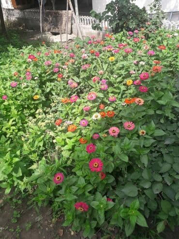 Tələbə oğlanlar və iş adamları, Hər şəraitli otaq. Sürətli internet lalafo.az -da — 11 Tələbə oğlanlar və iş adamları, Hər şəraitli otaq. Sürətli internet — 11