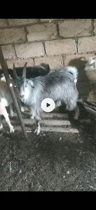Boz rəngli, uzun tüklü erkək keçi - Güclü buynuzlu, sıx və parlaq lalafo.az -da Boz rəngli, uzun tüklü erkək keçi - Güclü buynuzlu, sıx və parlaq