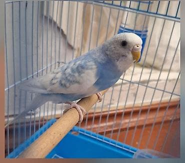 6 aylıq maya valnistidir.Sağlam,aktiv quşdu.Ünvan Balaxanı lalafo.az -da 6 aylıq maya valnistidir.Sağlam,aktiv quşdu.Ünvan Balaxanı