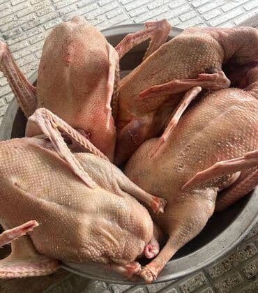 Kənd Hinduşkası satılır yağlı və iri Kq 18m təmizdənir çatdırılma var lalafo.az -da Kənd Hinduşkası satılır yağlı və iri Kq 18m təmizdənir çatdırılma var