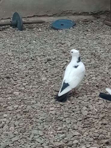 Desde qara boyunan cixmadi erkekdi 10 manat lalafo.az -da Desde qara boyunan cixmadi erkekdi 10 manat