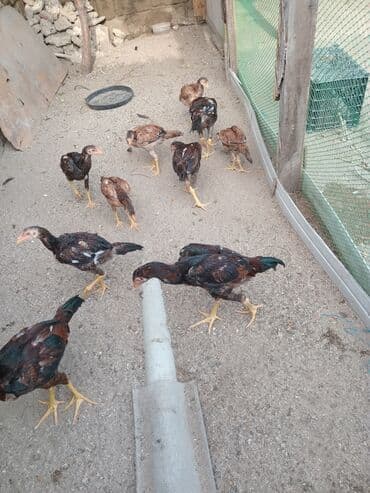 Salam heyrati 4ay 3ay hevanlar satilir lalafo.az -da Salam heyrati 4ay 3ay hevanlar satilir