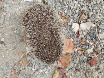 Heyvan: Kirpi (Avropa kirpisi) Xüsusiyyətlər: - Təbii zərərvericilərə lalafo.az -da Heyvan: Kirpi (Avropa kirpisi) Xüsusiyyətlər: - Təbii zərərvericilərə