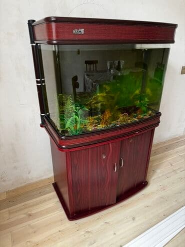 Dəyirmi küncləri olan qəhvəyi rəngli böyük akvarium. Akvarium balıqlar lalafo.az -da Dəyirmi küncləri olan qəhvəyi rəngli böyük akvarium. Akvarium balıqlar