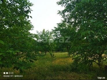 29 sot, Tikinti, Mülkiyyətçi, Kupça (Çıxarış) lalafo.az -da 29 sot, Tikinti, Mülkiyyətçi, Kupça (Çıxarış)