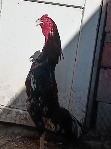 Xoruz, Heyratı, il: 1, Ünvandan götürmə lalafo.az -da Xoruz, Heyratı, il: 1, Ünvandan götürmə