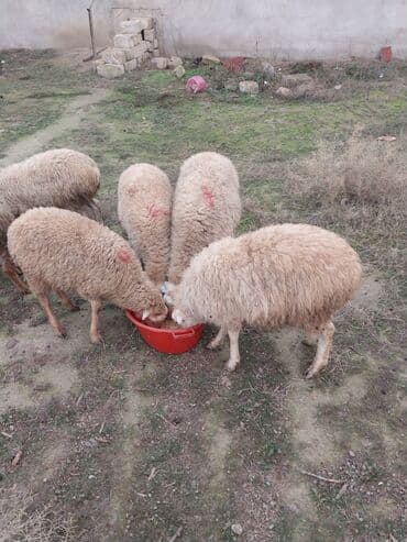 Hamisi birliyde satilir 6 dene erkey quzudu qiyet 1600 unvan Baki 099 lalafo.az -da Hamisi birliyde satilir 6 dene erkey quzudu qiyet 1600 unvan Baki 099