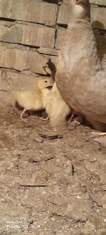Salam aleykum lal Ördək balaları satılır 7ədədir 2ədədi macar,5ədədi lalafo.az -da Salam aleykum lal Ördək balaları satılır 7ədədir 2ədədi macar,5ədədi