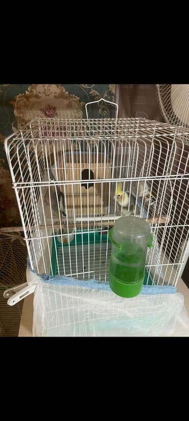 Məhəbbət quşu satılır qəfəsli - Növ: Nymfa papuqayı (iki quş – sarı lalafo.az -da Məhəbbət quşu satılır qəfəsli - Növ: Nymfa papuqayı (iki quş – sarı