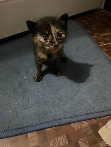 Türk anqora, Erkək, Dişi, Yaxşı əllərə, Ünvandan götürmə lalafo.az -da Türk anqora, Erkək, Dişi, Yaxşı əllərə, Ünvandan götürmə