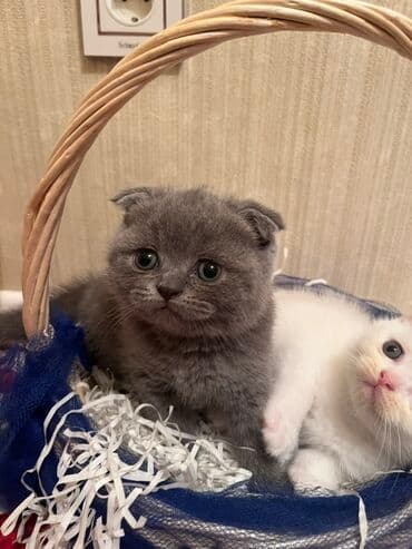 Şotland lalafo.az -da Şotland