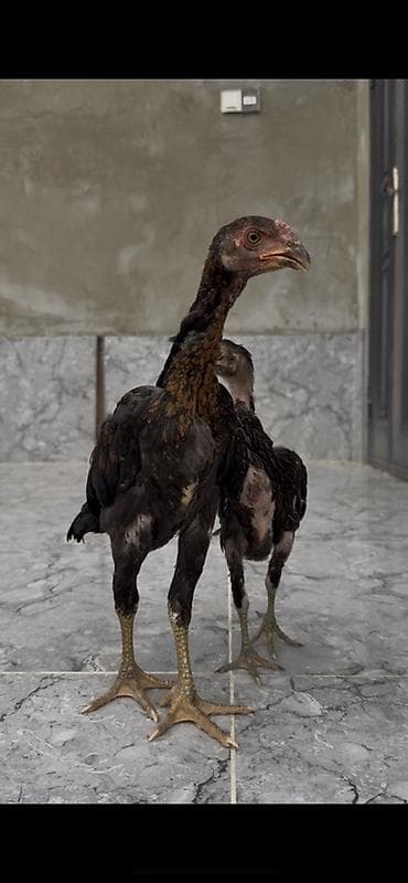 Toyuq, Damazlıq lalafo.az -da Toyuq, Damazlıq