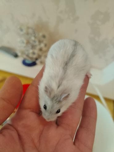 Balaca xamyaklar, Hamsterler satılır baladır 2 ədəd ağ qara biri erkek lalafo.az -da Balaca xamyaklar, Hamsterler satılır baladır 2 ədəd ağ qara biri erkek