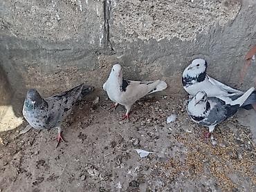 - Şəkillərdə 4 ədəd göyərçin göstərilir. Hazır cut yumurtaya qovullar lalafo.az -da - Şəkillərdə 4 ədəd göyərçin göstərilir. Hazır cut yumurtaya qovullar