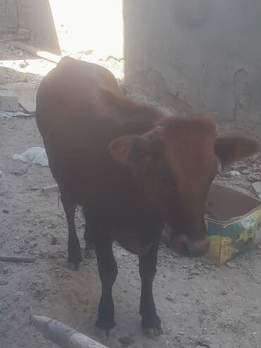 Salam. Hevyan sağlamdır. Bir yaş hələ olmayıb. Buğaya gəlir. Canlı lalafo.az -da Salam. Hevyan sağlamdır. Bir yaş hələ olmayıb. Buğaya gəlir. Canlı