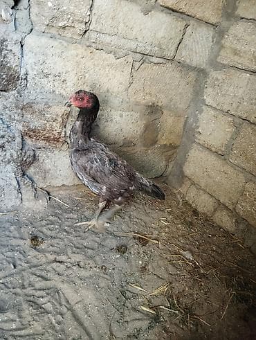 Toyuq, Damazlıq lalafo.az -da Toyuq, Damazlıq