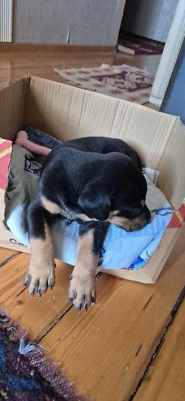 Doberman, 1 ay, Erkek, Peyvəndli, Pulsuz çatdırılma, Ünvandan götürmə lalafo.az -da Doberman, 1 ay, Erkek, Peyvəndli, Pulsuz çatdırılma, Ünvandan götürmə