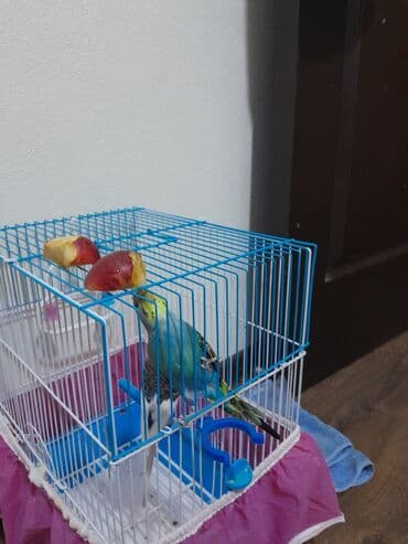 Salam ela ve saglam qusdu isimle elaqelidi baxa bilmirem ustunde butun lalafo.az -da Salam ela ve saglam qusdu isimle elaqelidi baxa bilmirem ustunde butun