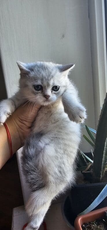 Şinşilla, Erkək, Yaxşı əllərə, Ünvandan götürmə, Ödənişli çatdırılma lalafo.az -da Şinşilla, Erkək, Yaxşı əllərə, Ünvandan götürmə, Ödənişli çatdırılma