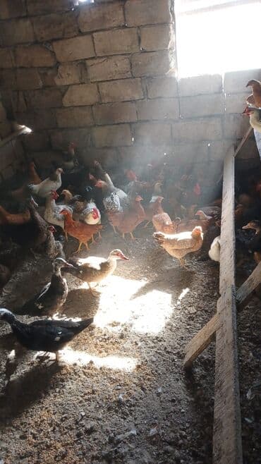 Kend colppalari satilir kom ancaq Xoruzlar satilir diwiler yox qiymet lalafo.az -da Kend colppalari satilir kom ancaq Xoruzlar satilir diwiler yox qiymet