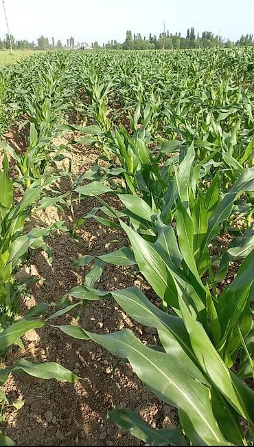 Balaken r yerlesir 280 sotdu senet var bol mesulu yerdi lalafo.az -da Balaken r yerlesir 280 sotdu senet var bol mesulu yerdi