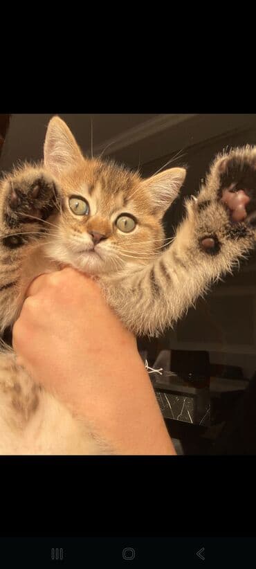 Qızıl şinşilla, Dişi, Yaxşı əllərə, Ünvandan götürmə lalafo.az -da Qızıl şinşilla, Dişi, Yaxşı əllərə, Ünvandan götürmə