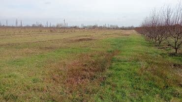80 sot, Kənd təsərrüfatı, Kupça (Çıxarış) lalafo.az -da 80 sot, Kənd təsərrüfatı, Kupça (Çıxarış)