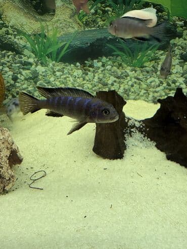 Cixlid balığı, Yırtıcı lalafo.az -da Cixlid balığı, Yırtıcı