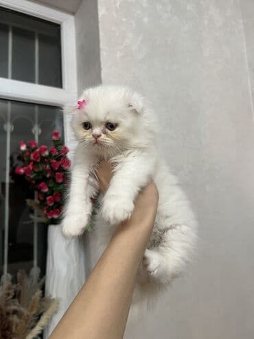 Şotland uzun tüklü, Erkək, Yaxşı əllərə, Ünvandan götürmə, Ödənişli çatdırılma, Rayonlara çatdırılma lalafo.az -da Şotland uzun tüklü, Erkək, Yaxşı əllərə, Ünvandan götürmə, Ödənişli çatdırılma, Rayonlara çatdırılma