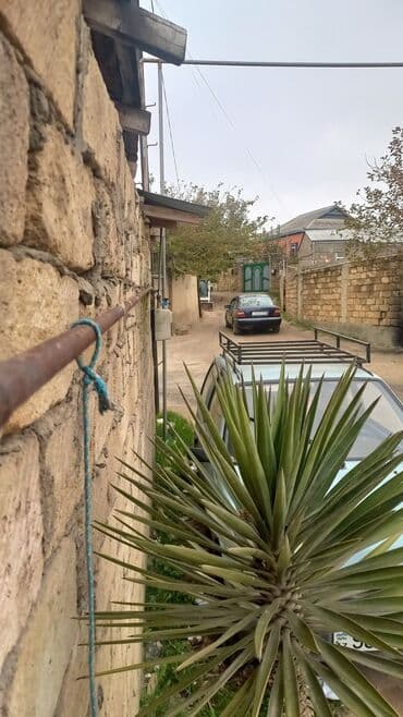 Dekorativ yucca (yukka) bitkisi - Açıq havada əkilmiş iri ölçülü lalafo.az -da Dekorativ yucca (yukka) bitkisi - Açıq havada əkilmiş iri ölçülü