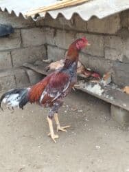 Salam mart heyvanidi barmağı eyri istəyən olsa əlaqə saxlasın ətraflı lalafo.az -da Salam mart heyvanidi barmağı eyri istəyən olsa əlaqə saxlasın ətraflı