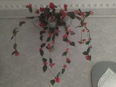 Yeni, Ödənişli çatdırılma, Ünvandan götürmə lalafo.az -da Yeni, Ödənişli çatdırılma, Ünvandan götürmə