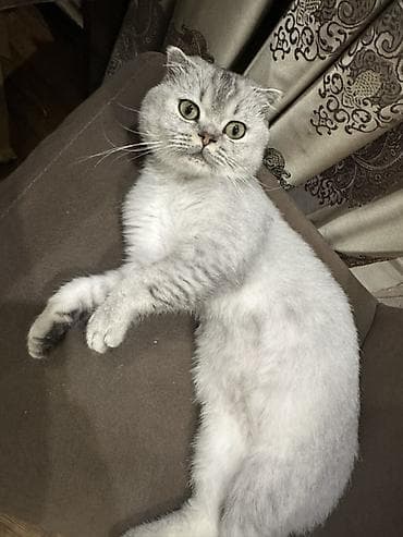 Şotland yastı qulaq, Erkək lalafo.az -da Şotland yastı qulaq, Erkək