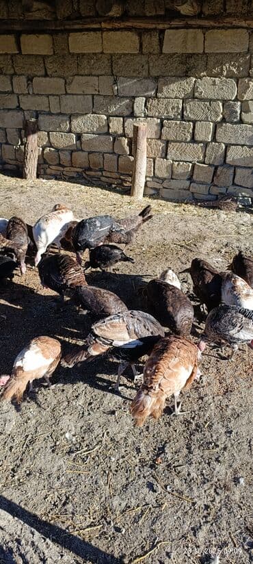 Məhsul: Hind quşları (qarışıq rəngli sürü) Təsvir: - Təbii şəraitdə lalafo.az -da Məhsul: Hind quşları (qarışıq rəngli sürü) Təsvir: - Təbii şəraitdə