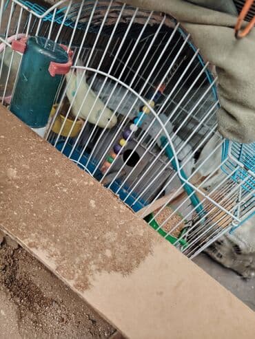 Papuqay satilir 1 ri 15 manat balasi 10 manat qefeslerde 10 15 20 lalafo.az -da Papuqay satilir 1 ri 15 manat balasi 10 manat qefeslerde 10 15 20