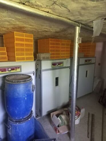 1100 yumurta, Çin, Bütün növ quşlaq üçün lalafo.az -da 1100 yumurta, Çin, Bütün növ quşlaq üçün