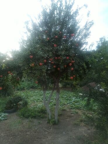 Şirin nar agaci 18 ilin agacidi meyvəside əladi 100 manata satilir 2 lalafo.az -da Şirin nar agaci 18 ilin agacidi meyvəside əladi 100 manata satilir 2
