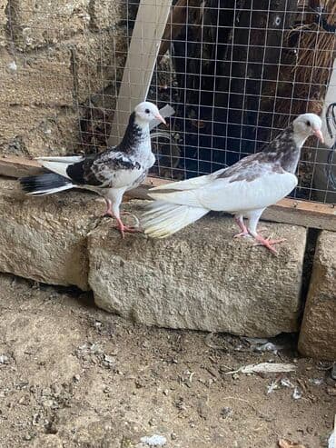 Salam cut bala cavabdehlikle verilir cutu 50 azn son usaq musaq lalafo.az -da Salam cut bala cavabdehlikle verilir cutu 50 azn son usaq musaq