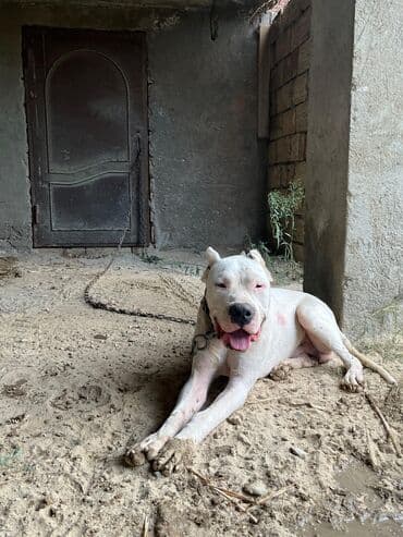 Doq, Erkek, Ödənişli çatdırılma lalafo.az -da Doq, Erkek, Ödənişli çatdırılma