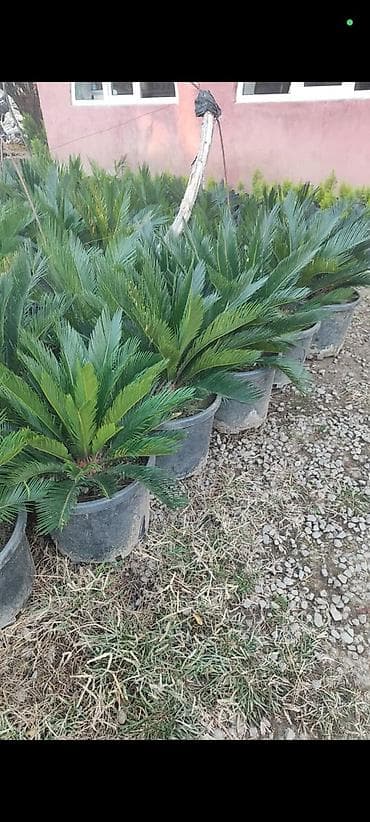 Saqo palması (Cycas revoluta) – qablarda yetişdirilmiş dekorativ bitki lalafo.az -da Saqo palması (Cycas revoluta) – qablarda yetişdirilmiş dekorativ bitki