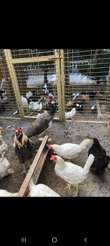 Erkey 4 ilildi Fere 3 sağlam quşdardı tecilii satılır deye 300 manat lalafo.az -da Erkey 4 ilildi Fere 3 sağlam quşdardı tecilii satılır deye 300 manat