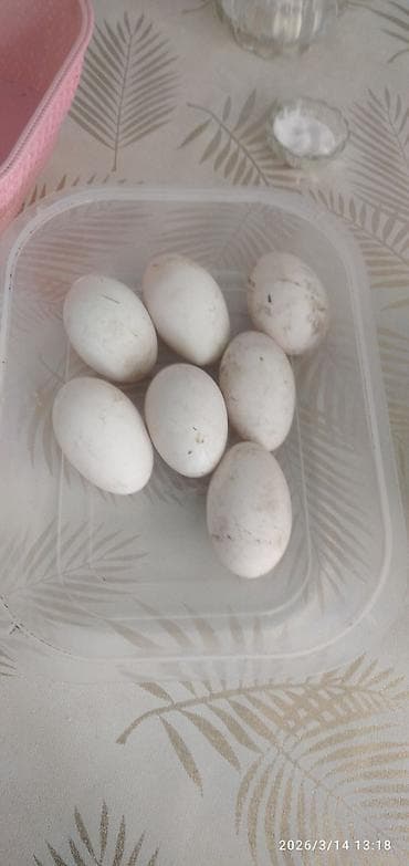 Məhsul: Ev təsərrüfatından ağ yumurtalar iri yumurtalar - Şəkildəki lalafo.az -da Məhsul: Ev təsərrüfatından ağ yumurtalar iri yumurtalar - Şəkildəki