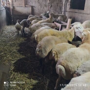 Əmlik quzular diri çəki 10 manat. Böyük quzular 9 manatdan lalafo.az -da Əmlik quzular diri çəki 10 manat. Böyük quzular 9 manatdan